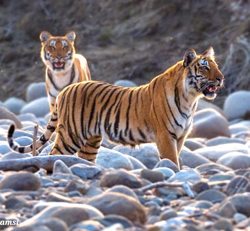 Into the Wild: A Quick Guide to Jim Corbett Safari