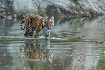 A tiger in the river 