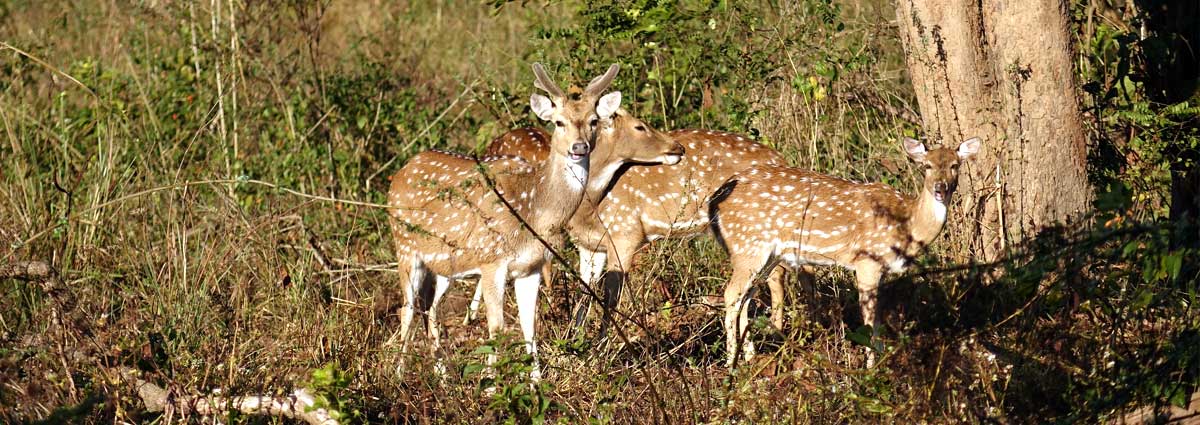 Flora & Fauna In jim corbett national park India Flora & Fauna In jim corbett national park India