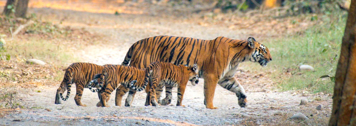 About Jim Corbett National Park