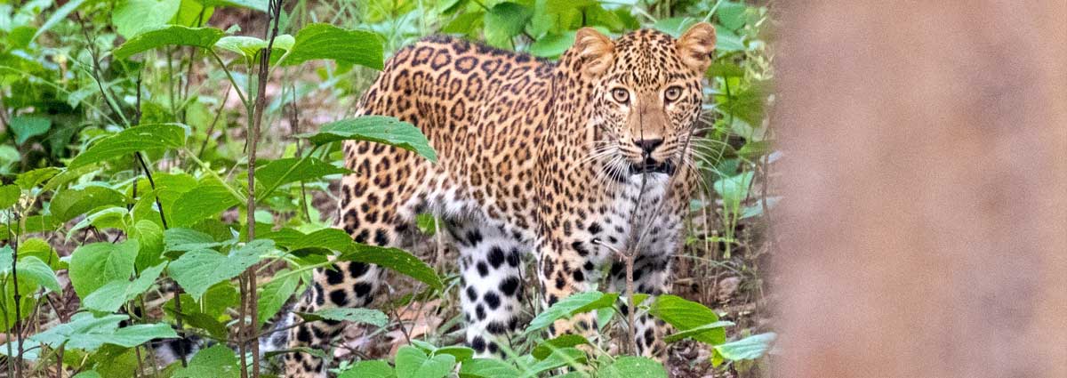 About Jim Corbett National Park - Corbett Online | Jim Corbett National Park About Jim Corbett National Park - Corbett Online | Jim Corbett National Park