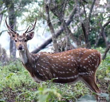 Corbett Vacation Tour Package Jim Corbett National Park